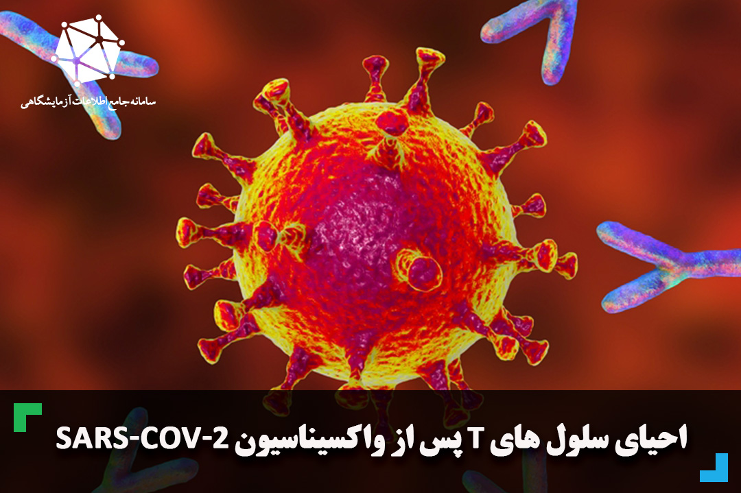 احیای سلول های T پس از واکسیناسیون SARS-CoV-2