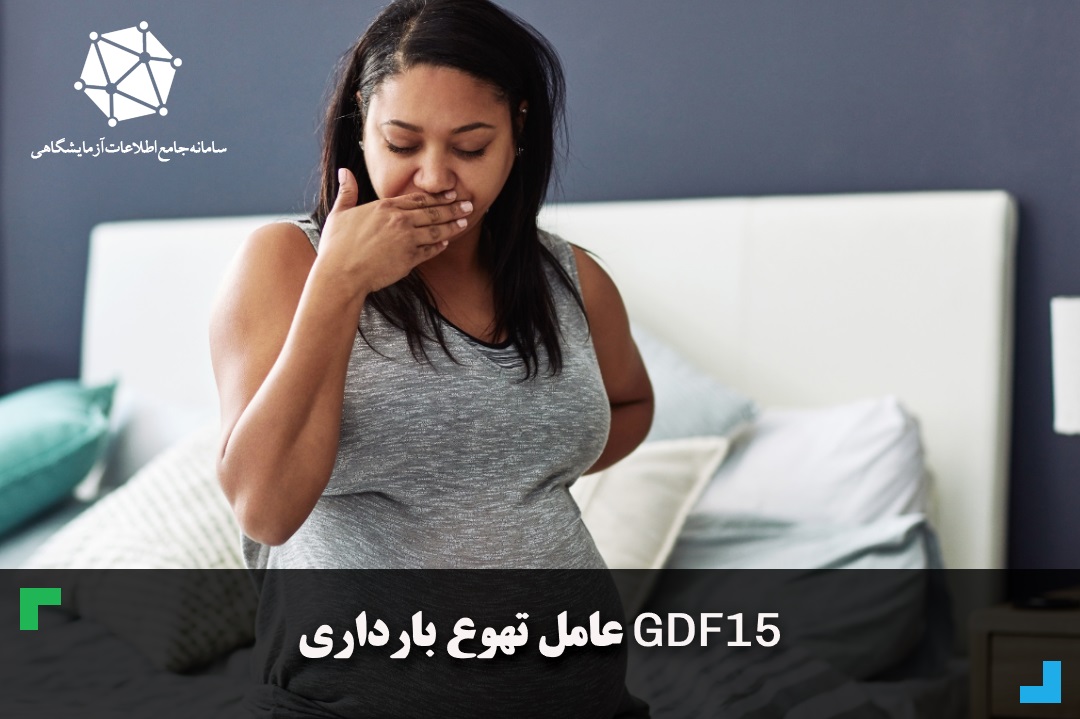 GDF15 عامل تهوع بارداری