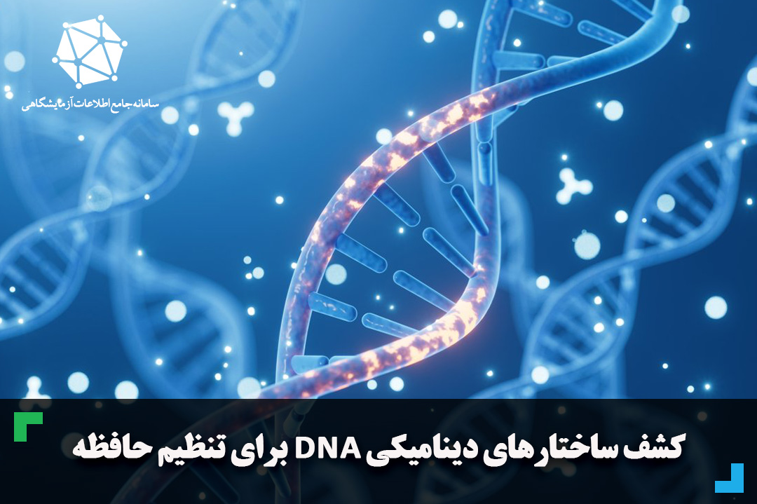 کشف ساختارهای دینامیکی DNA برای تنظیم حافظه