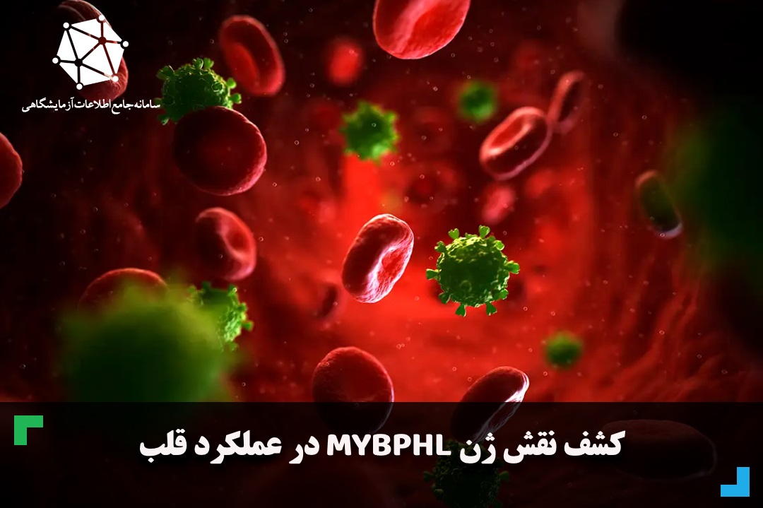 کشف نقش ژن MYBPHL در عملکرد قلب