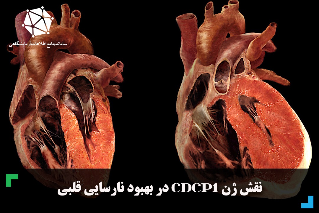 نقش ژن CDCP1 در بهبود نارسایی قلبی