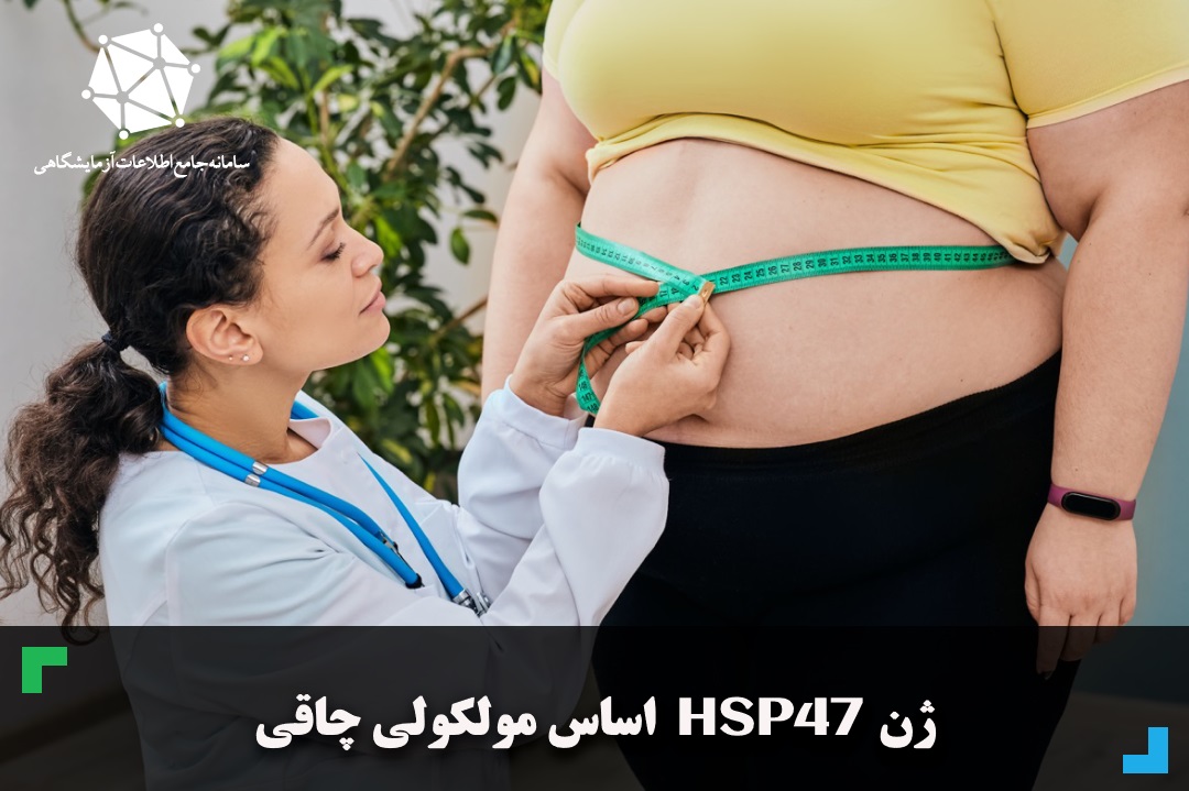 ژن HSP47  اساس مولکولی چاقی