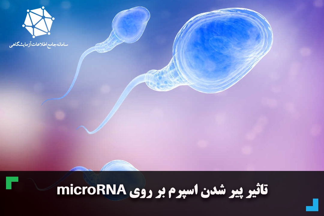 تاثیر پیر شدن اسپرم بر روی microRNA